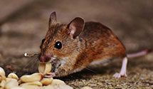 24 Hour & Emergency Exterminators in Clearwater Lk, WI